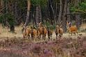 01 Hoge Veluwe, edelherten